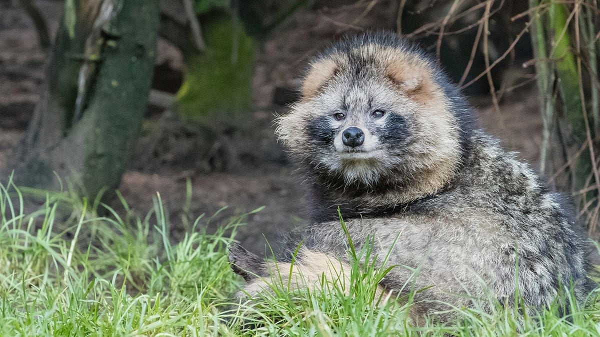 ‘Potentially dangerous,' hissing raccoon dogs captured after