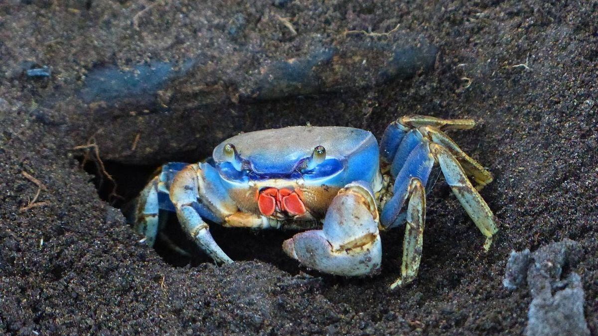 Watch Land crabs descend on South Florida city