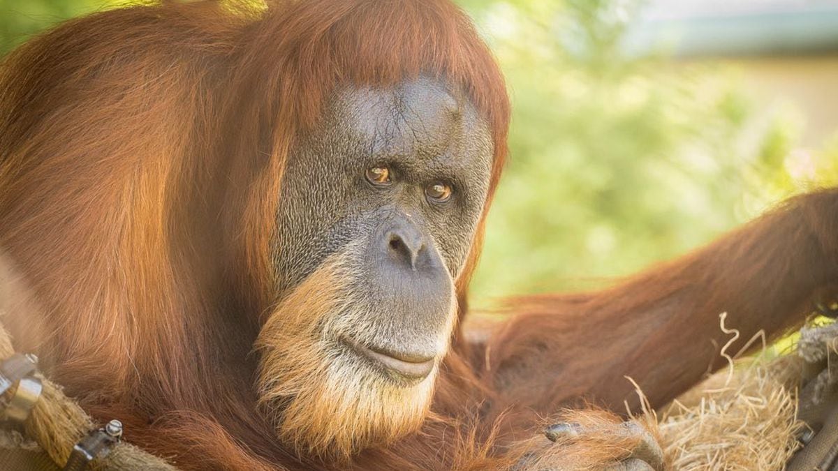 World s oldest orangutan  at Oregon zoo  euthanized