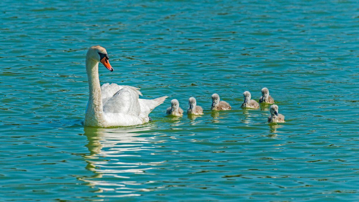 Father Swan Carries Babies After Mother Dies Kiro 7 News Seattle