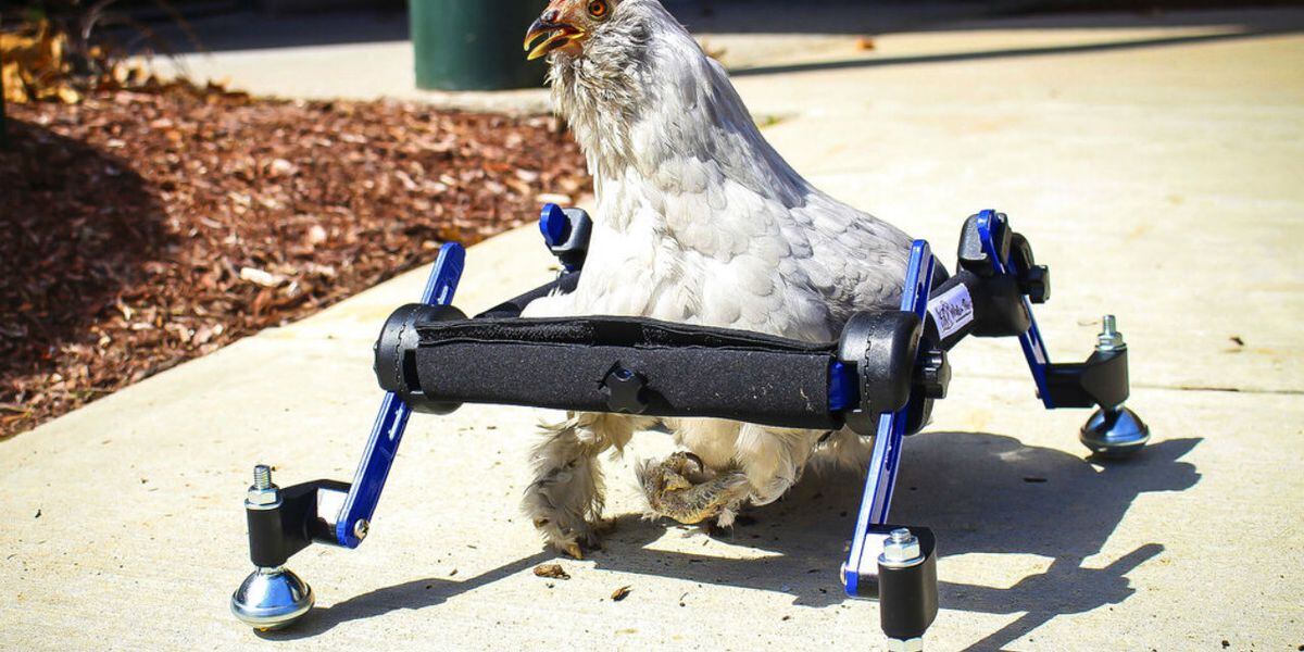 10 Year Old Owner Of Wheelchair Bound Chicken Upset Over Snl Jokes