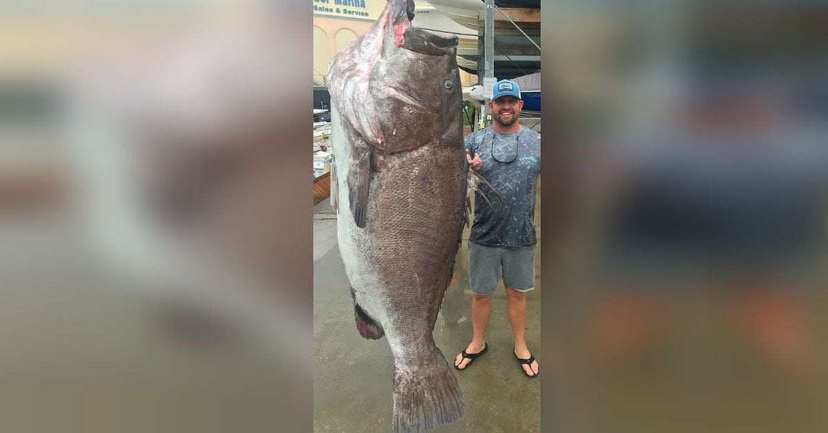 350-pound grouper caught off Florida coast believed to be 50 years old - KIRO Seattle