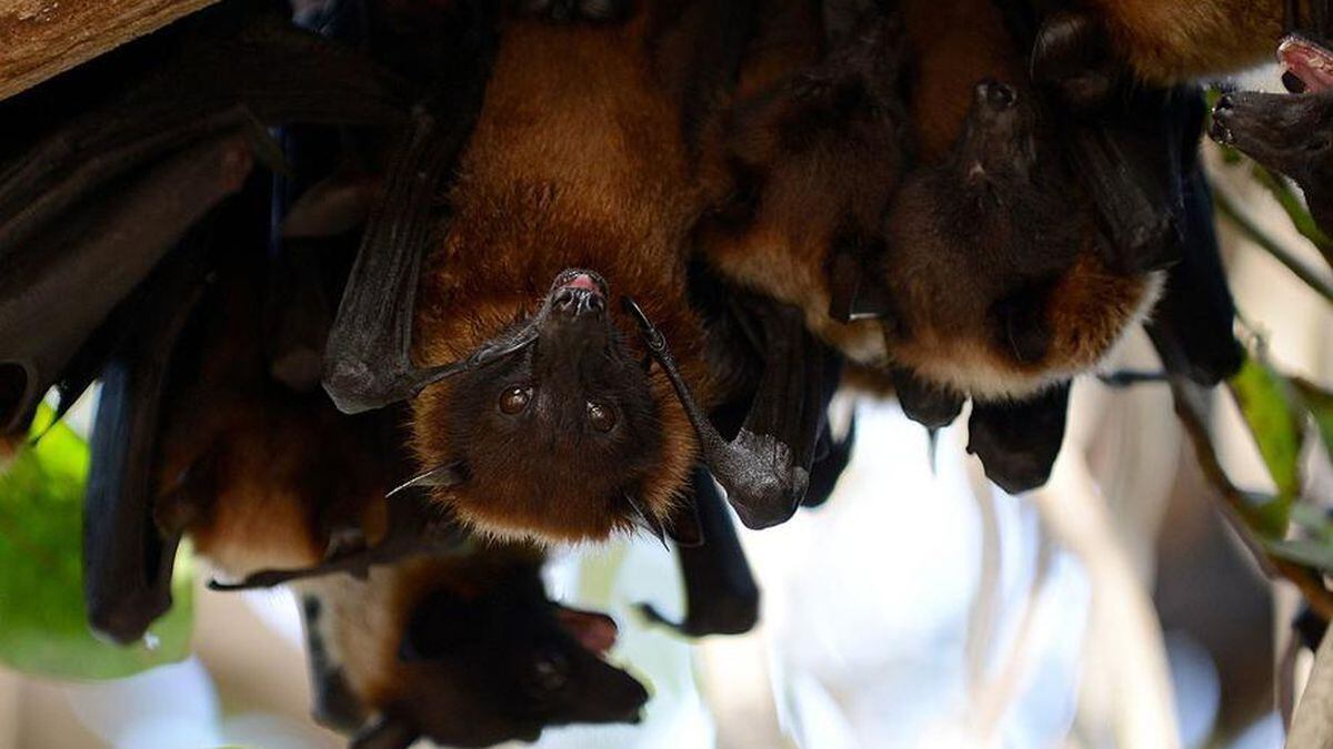 Volunteers trying to save 250,000 bats at Houston tourist spot