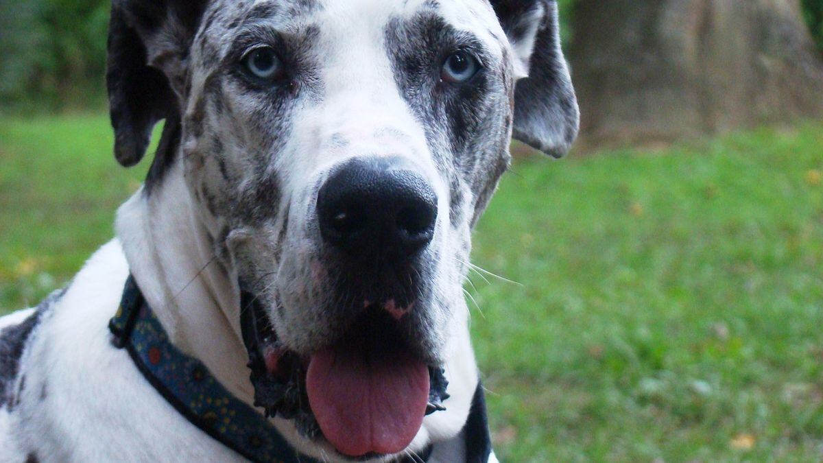 Great Dane found abandoned in Michigan storage unit 