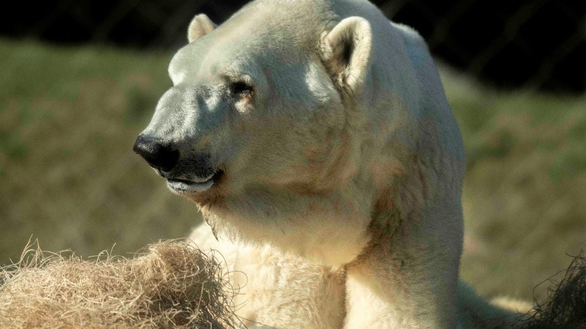 Oldest Known Polar Bear In The World Dies At Point Defiance Zoo Aquarium