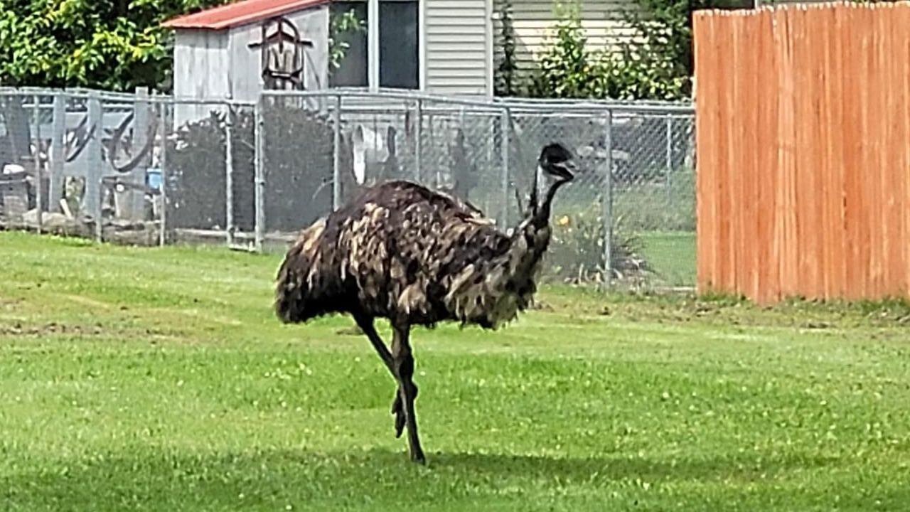 Runaway emu ruffles feathers in Michigan village – KIRO 7