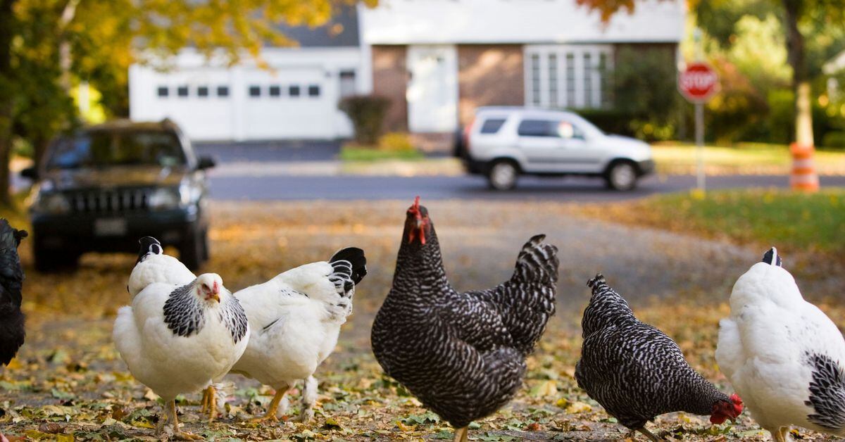 Over 200 salmonella infections linked to backyard chickens ...