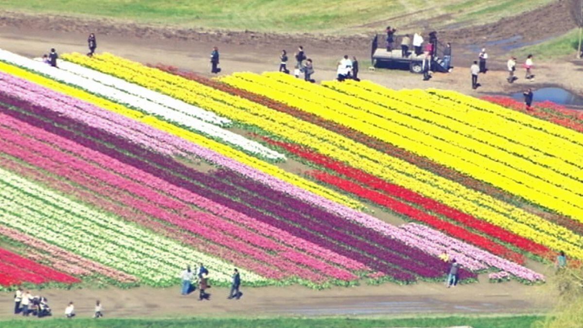 Expect Heavy Traffic In Skagit County During This Year S Tulip