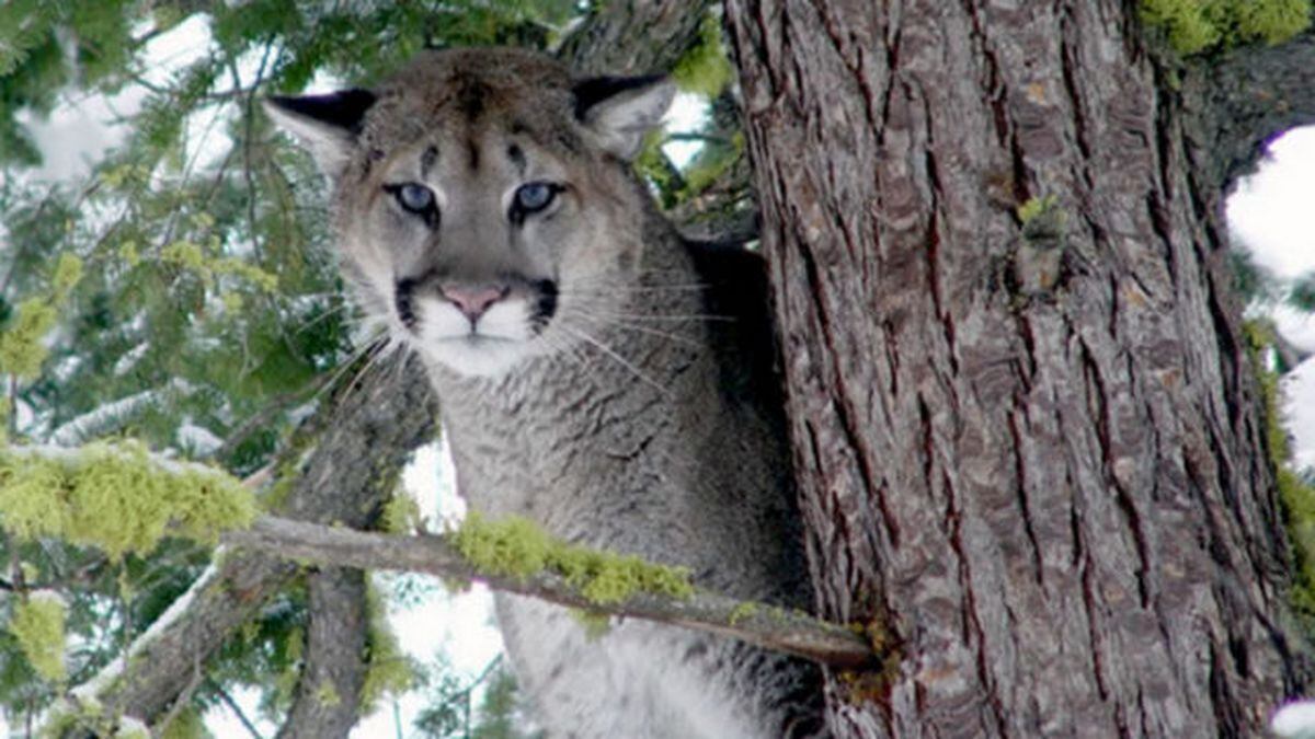 Other notable mountain lion runins in Pacific Northwest history