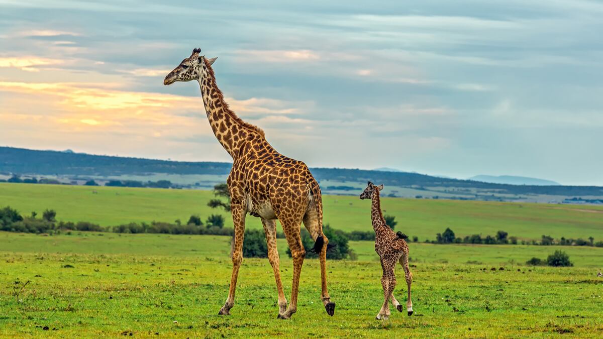 How long are giraffes pregnant?