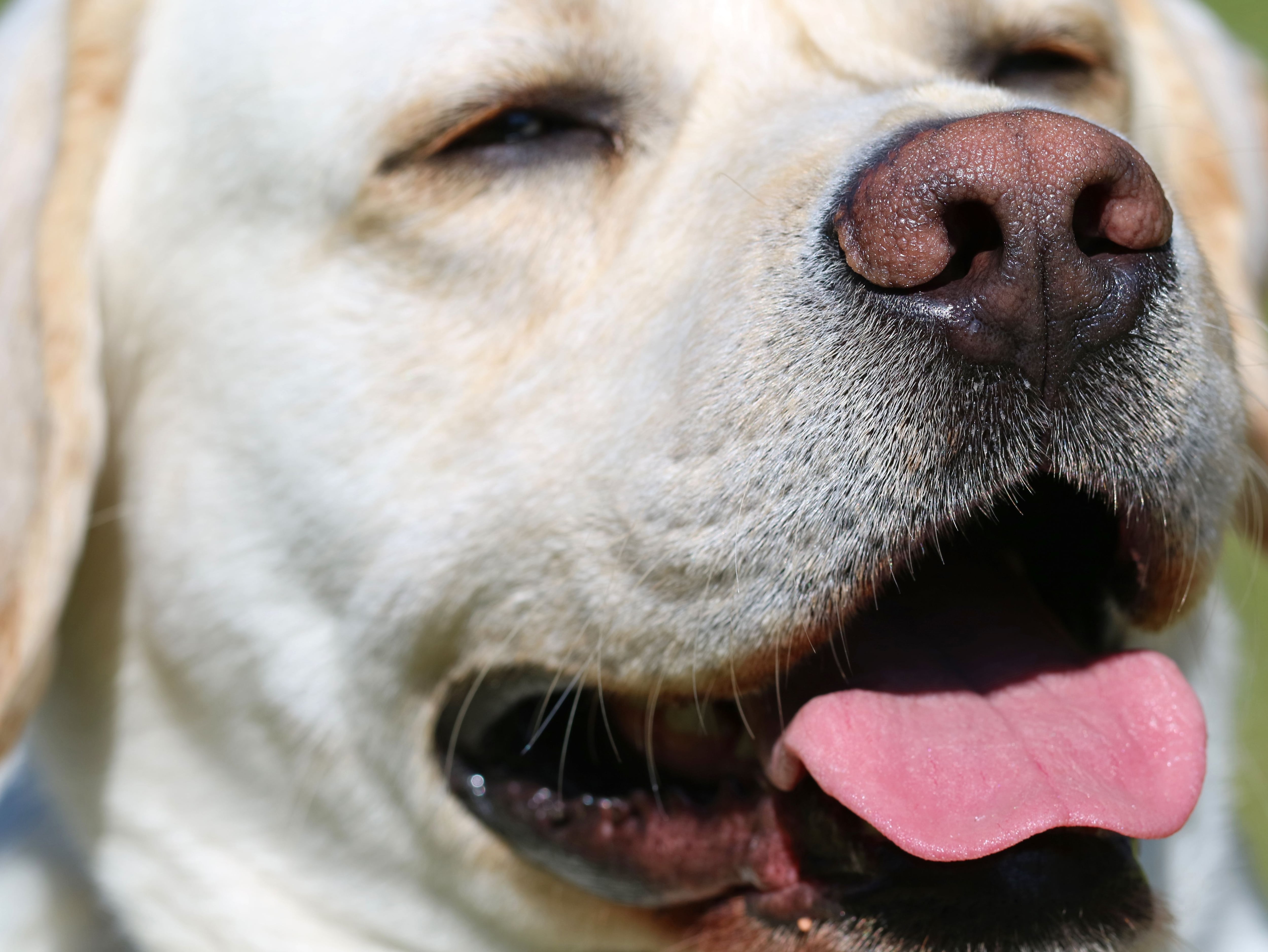 Can A Dog Survive Heat Stroke