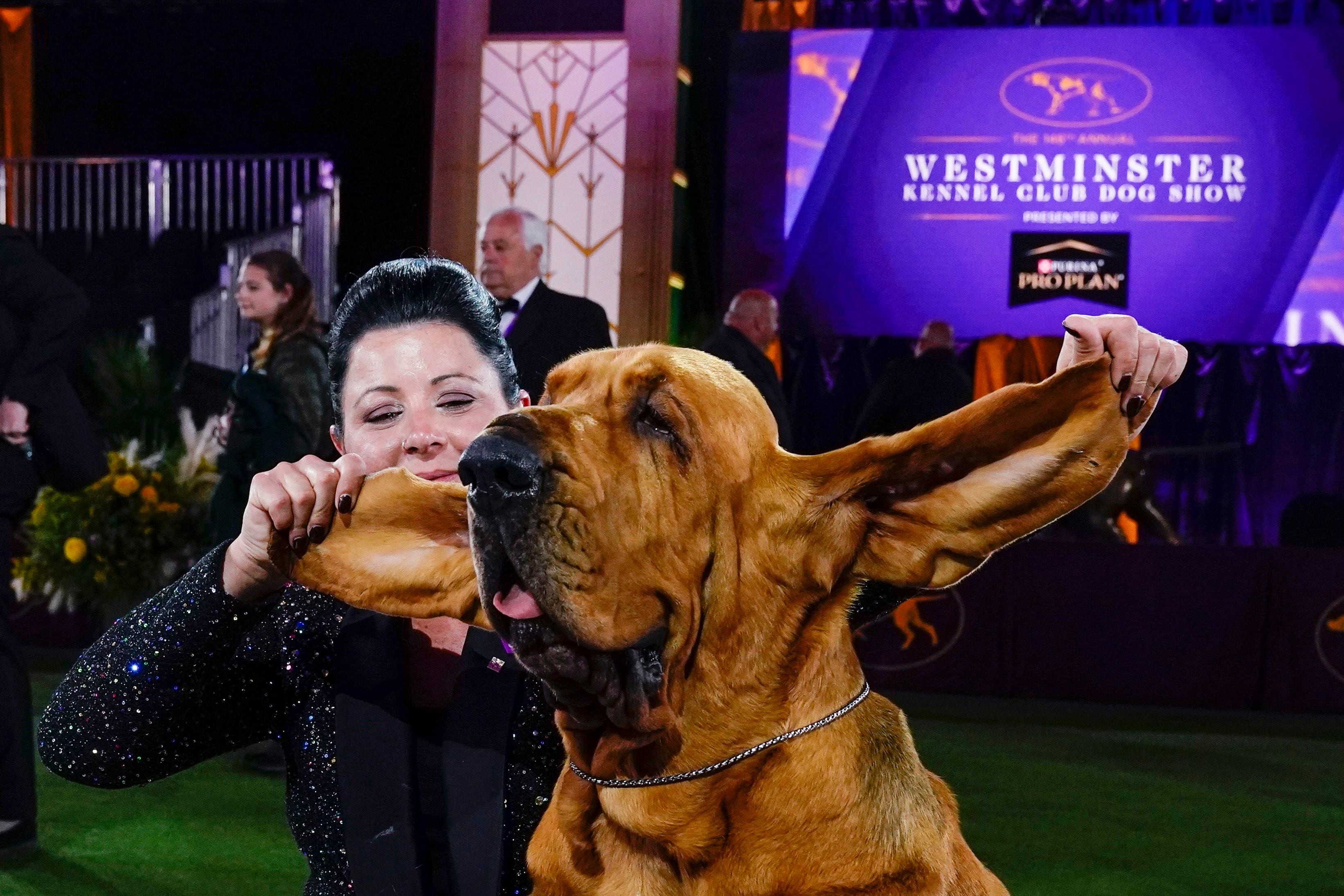 Best In Show Dogs