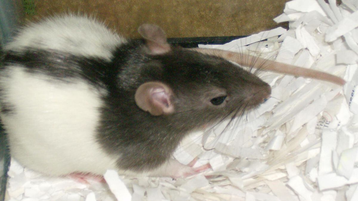 Video of rat giving itself a shower wins the