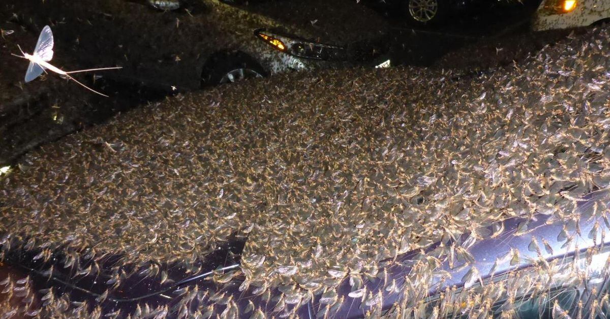 WATCH Mayflies swarm in Cleveland