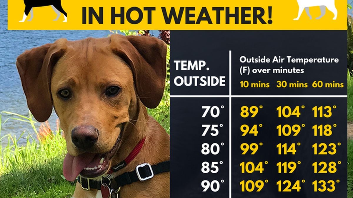 Dogs in hot weather: Here's what high temps feel like for your pet