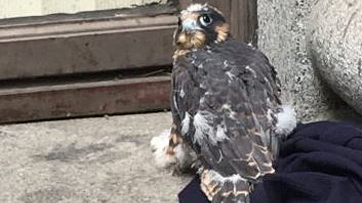 Baby falcons rescued by King County employees