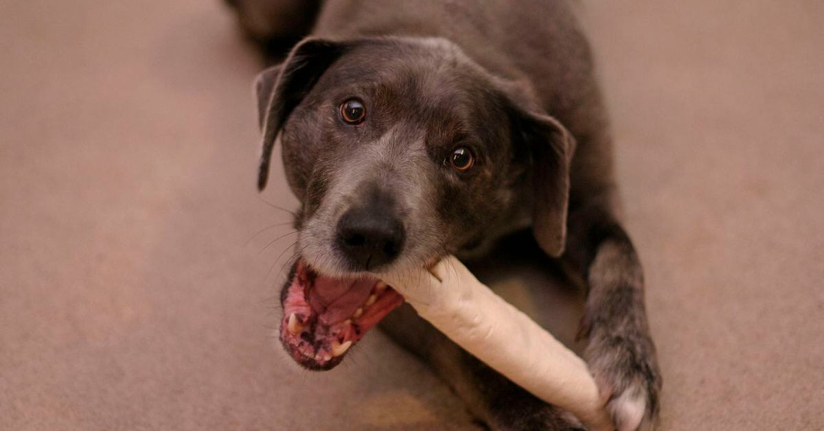 United Pet Group Issues Recall For Five Brands Of Rawhide Dog Chews