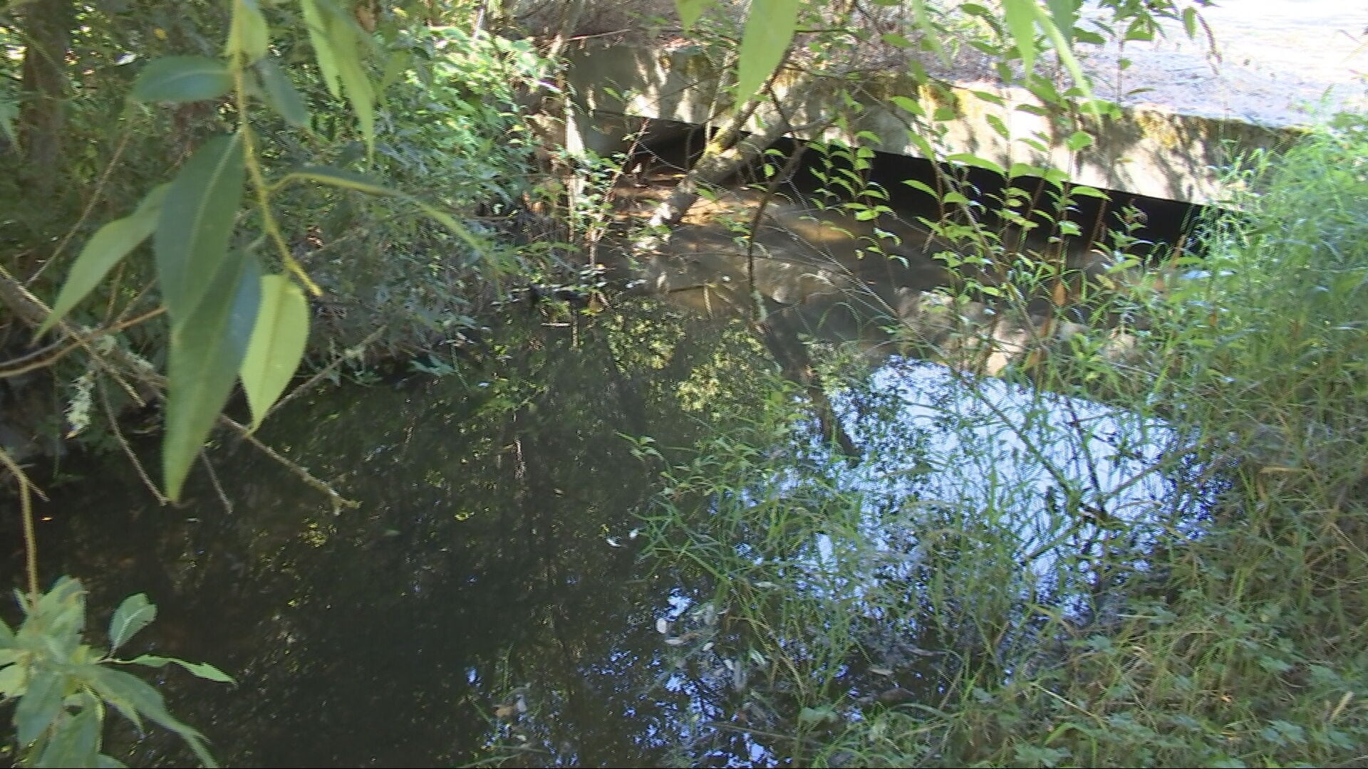 Maple Valley homeowners say beaver dams are flooding their properties; state can’t intervene