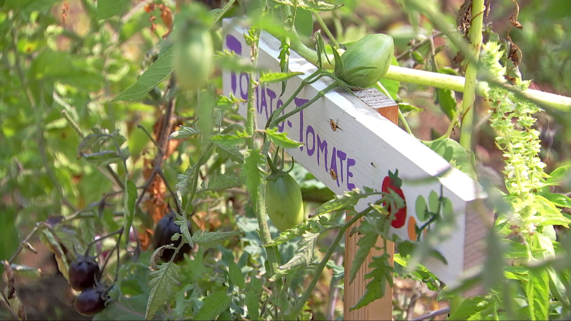 Whatcom County organization helps feed community, teaching school kids to garden and cook