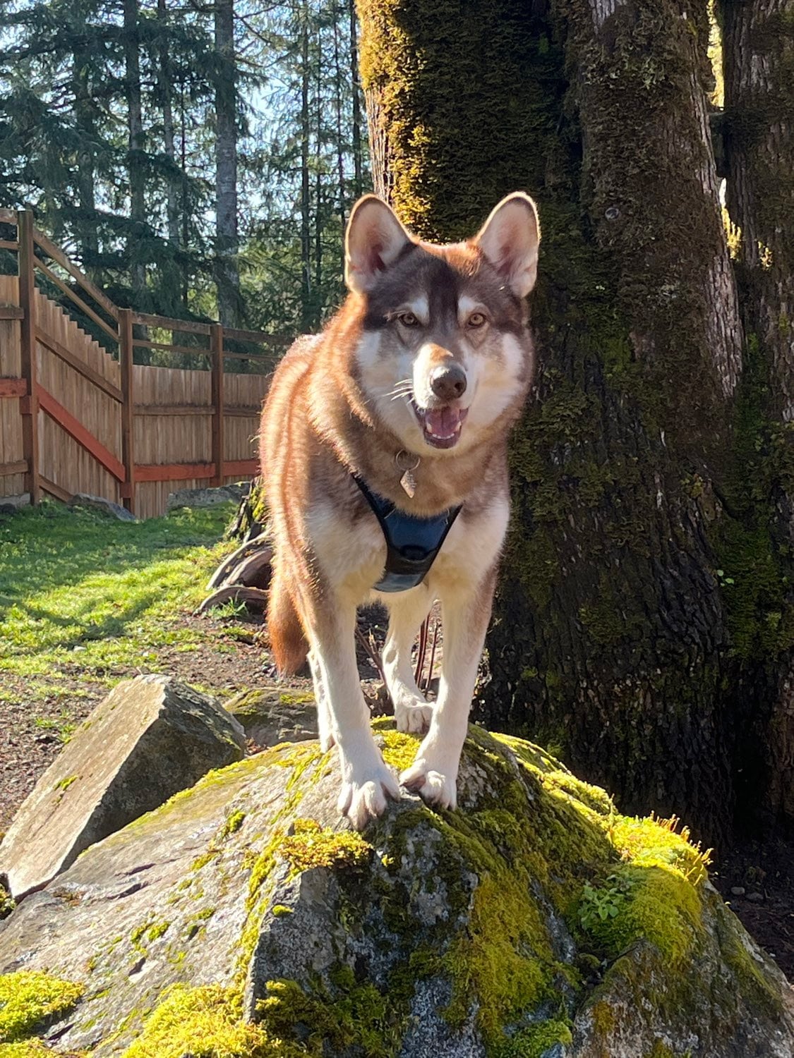 Dog who spent more than two years at rescue finally has a forever home