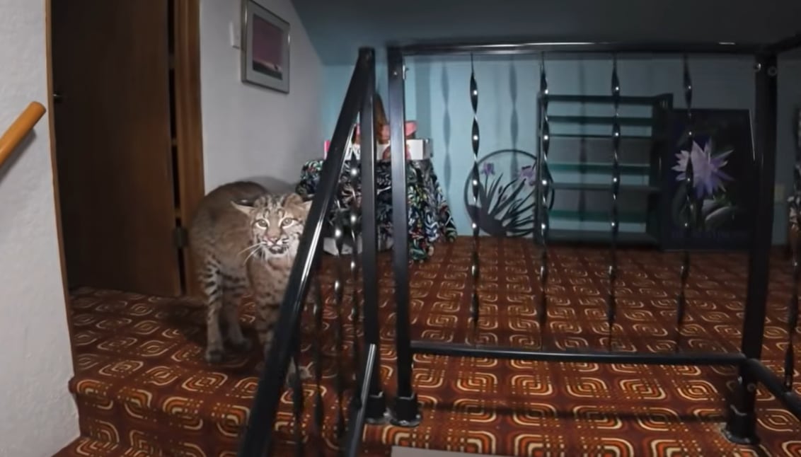 Bobcat sneaks into Kirkland home, mistaken for burglar