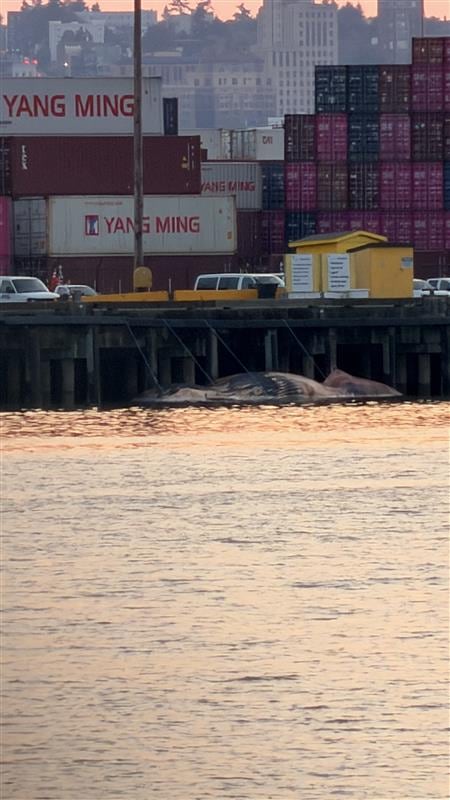 Scientists work to identify cause of death for a whale at Commencement Bay