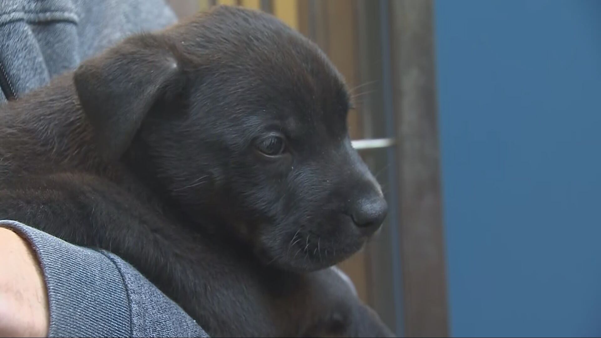 Our community is really in a crisis': 56 puppies overwhelm Whatcom