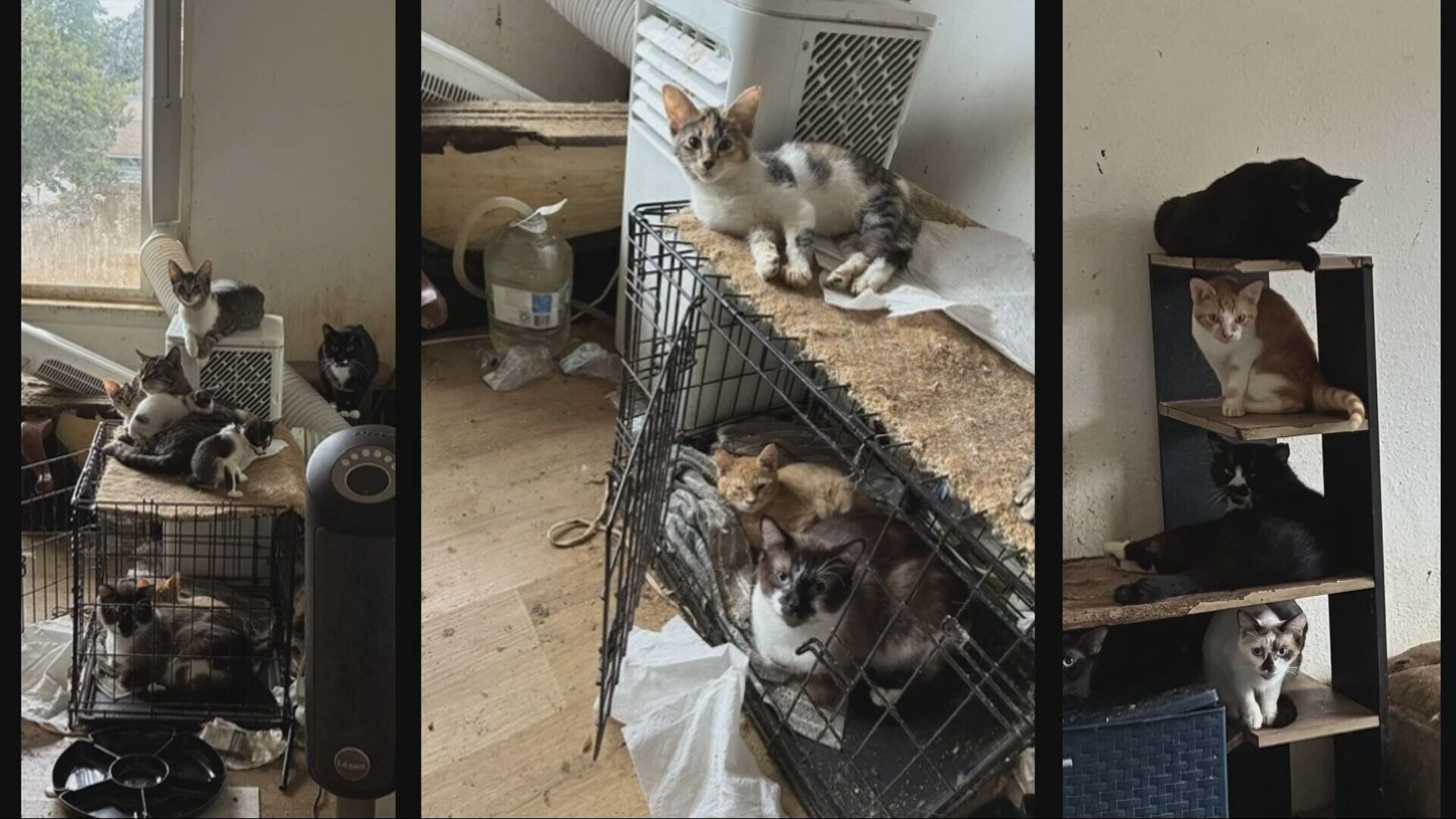 101 cats found inside Tacoma home, Humane Society now caring for