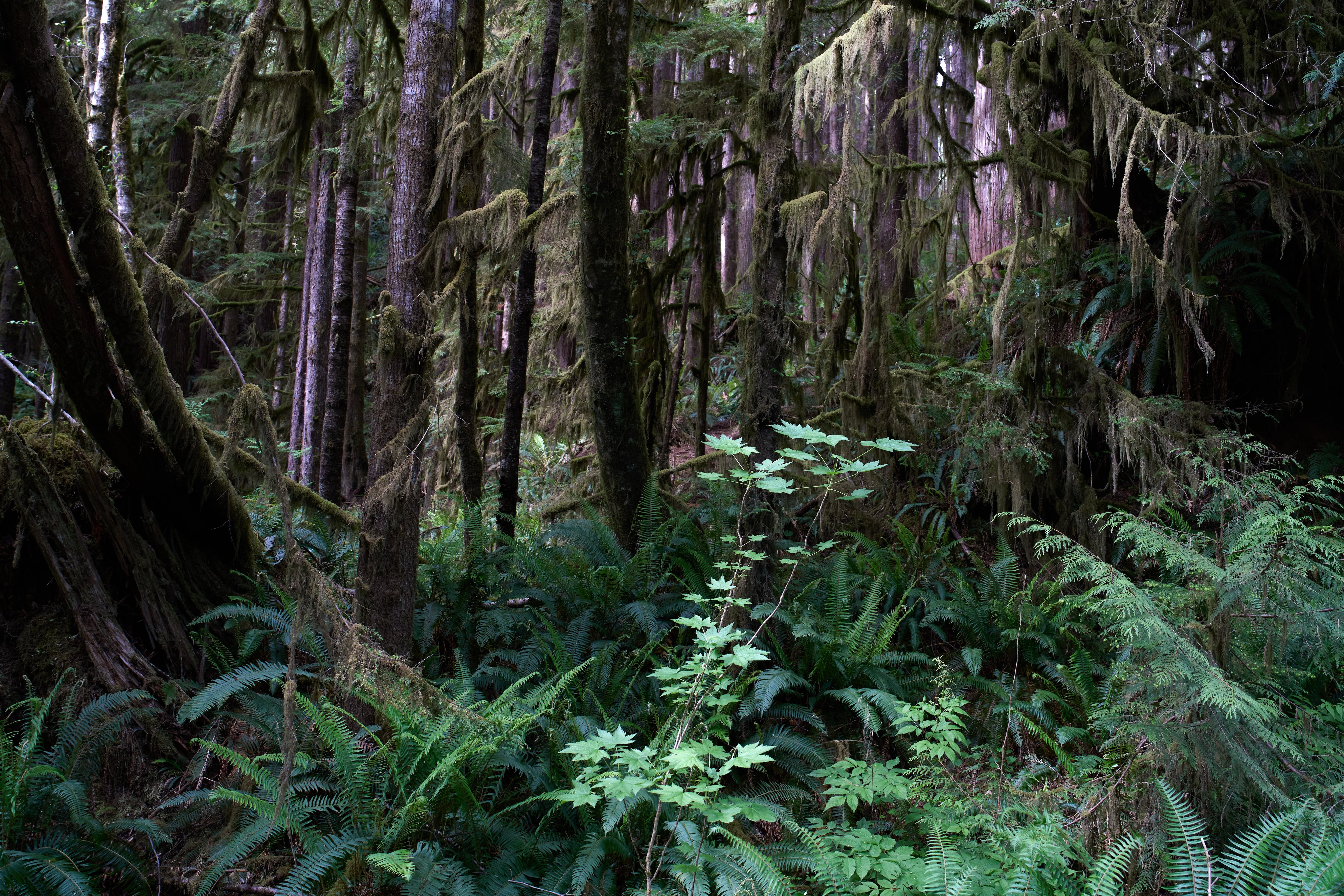 2 million undeveloped acres of WA forest at risk from White House proposed change