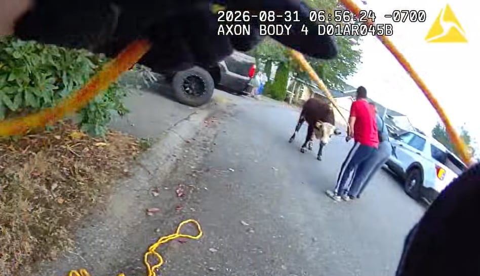 Moove over! Cows corralled after wandering I-5 during morning commute