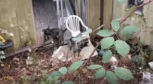 Koping killer Aaron Murray Dogtown 中古レア Kern County jury convicts duo in robbery over Twisted Tea theft in