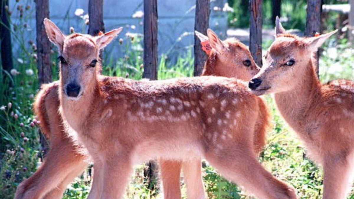 Internet fawns over herd of deer roaming on Grand Rapids street