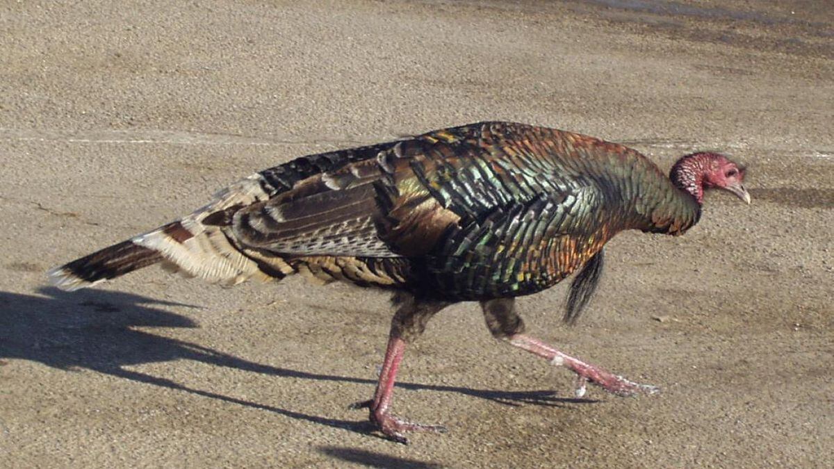 Watch Wild turkeys circle dead cat in bizarre video